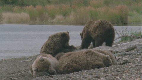 family group resting on river bank shore. Behind them two bears play. One tries to get insects out of a fallen log