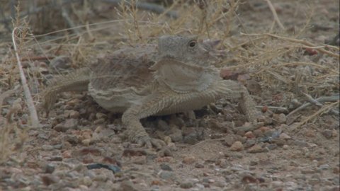 horned lizard with ants running in foreground