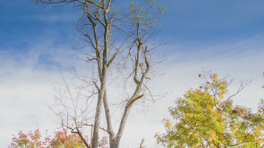 Tilting Down to a Nostalgic Blue Ridge Parkway Sign near Asheville in the Smoky Mountains of Western North Carolina with Autumn Colored Leaves and a Blue Sky Background.
