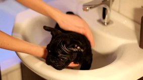 French Bulldog washing