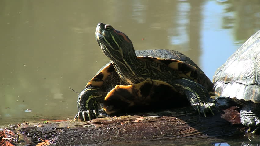 Turtle on log.