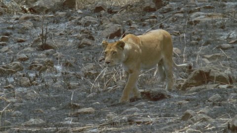 lion runs towards and chases off cheetah across burnt ground
