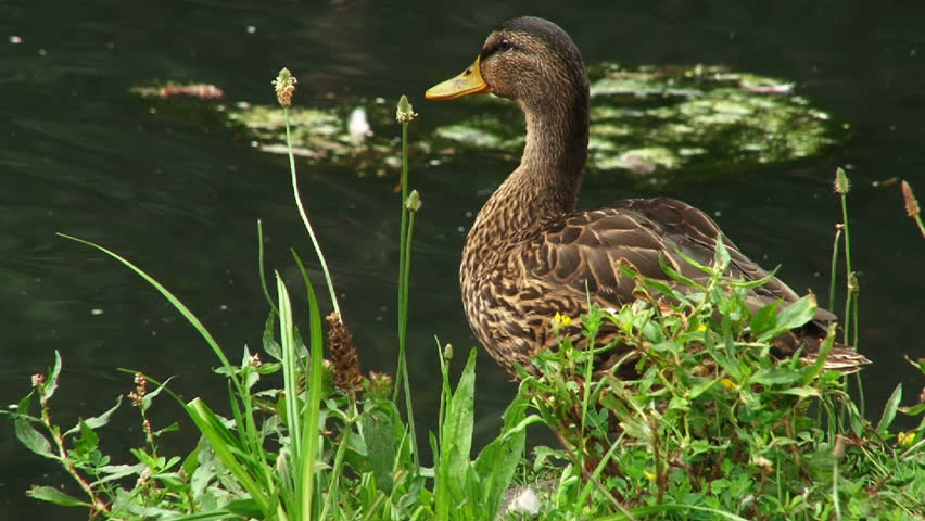 Mallard Duck enters pond.