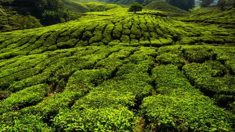 4K timelapse. Beautiful landscape at tea plantation. Cameron Highlands, Malaysia. : vidéo de stock