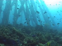 coral life underwater video 