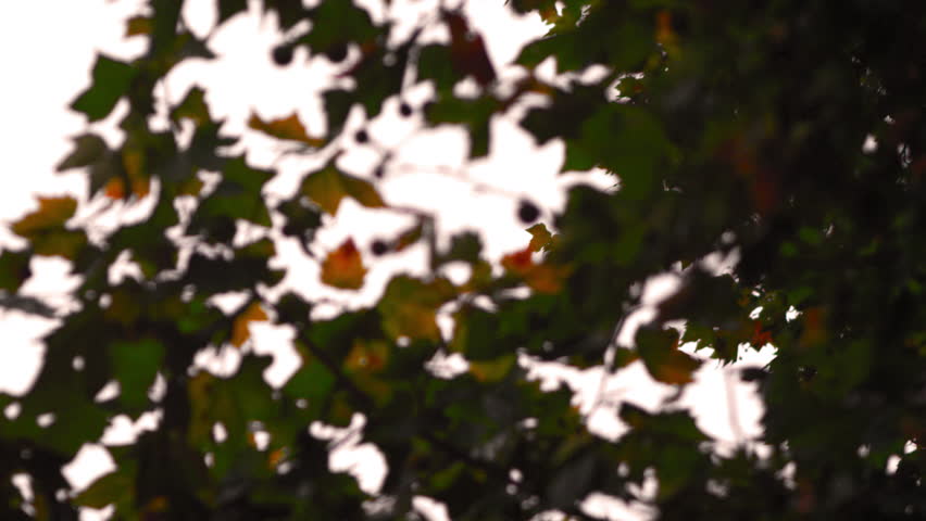 Maple leaves with constantly changing focus