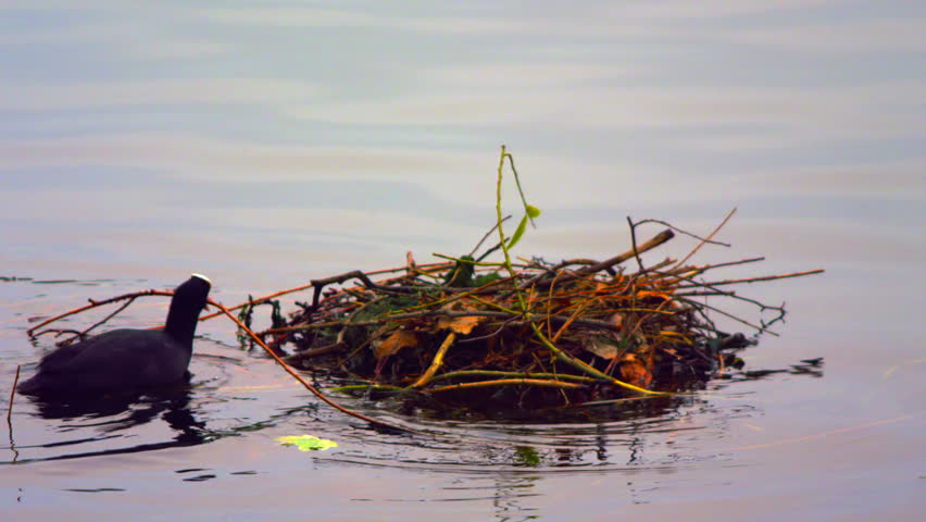 Black coot building a nest on water