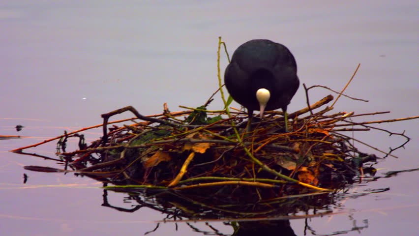 Eurasian Coot in its nest on water