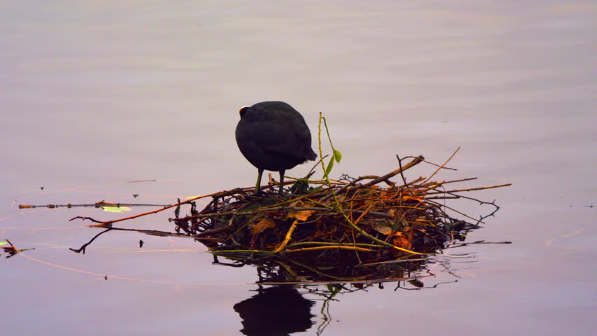 Coot leaving its nest