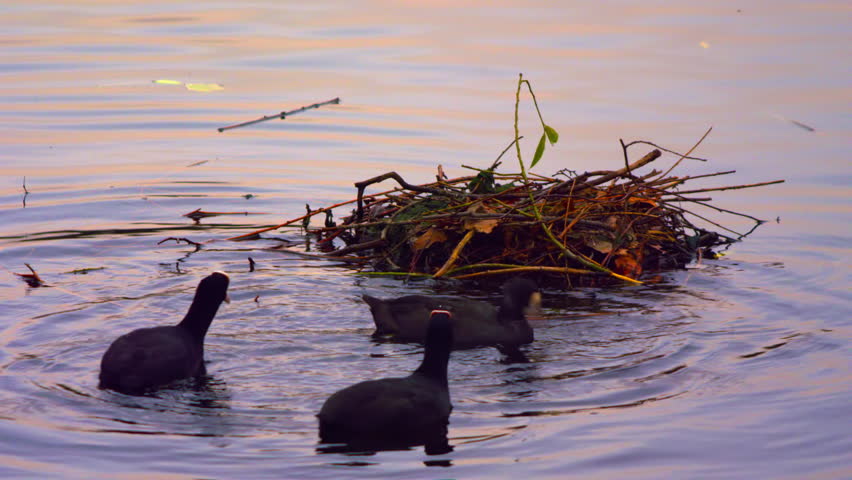 Three coots looking for food by the nest
