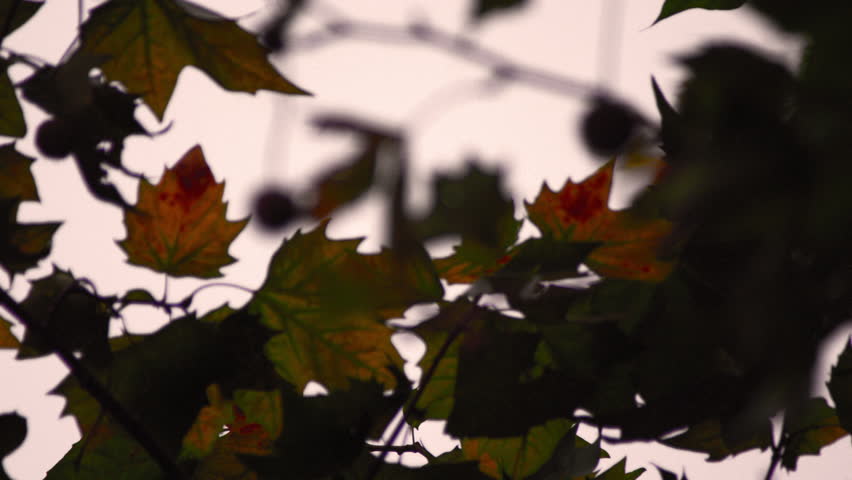 Refocusing on maple leaves close-up