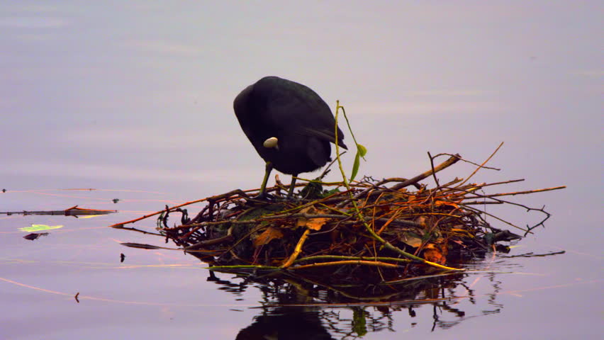 Coot in its nest on water