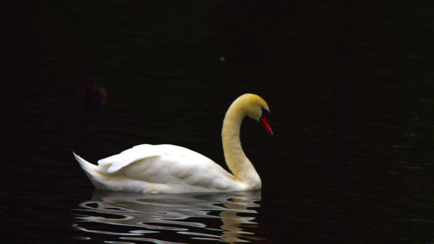 Swan gliding over lake