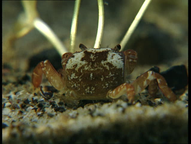 Crab with mottled carapace, possibly from an octupus attack
