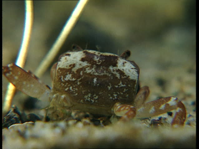 Crab with mottled carapace, possibly from an octupus attack