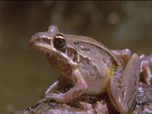 one frog on log