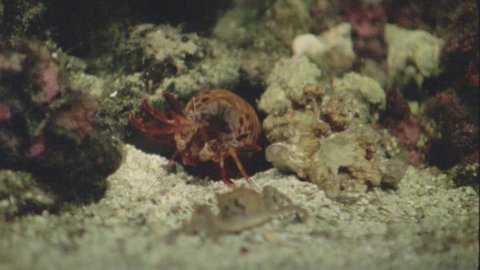 Stomatopod attacks crab and takes its prey into its cave
