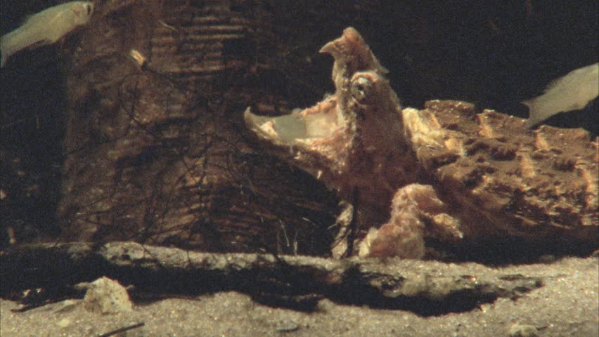 Snaps down fish, swallows and then opens mouth to lure more fish.