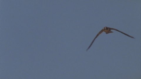 high speed Tracking shot of Peregrine falcon in air and towards camera