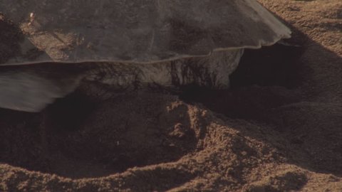 Close up of turtles' hind legs covering its nest with sand after laying its eggs.