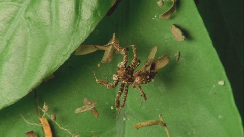 Portia moving about on leaf, moving legs and palps, strumming Dolomedes web, mimicking Dolomedes prey.