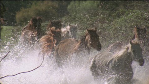 front view, brumbies, wild horses, running through water