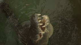 Close up slow motion footage of saltwater crocodile snapping at chicken carcass bait