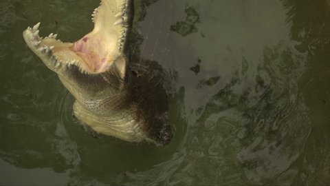 Close up slow motion footage of saltwater crocodile snapping at chicken carcass bait