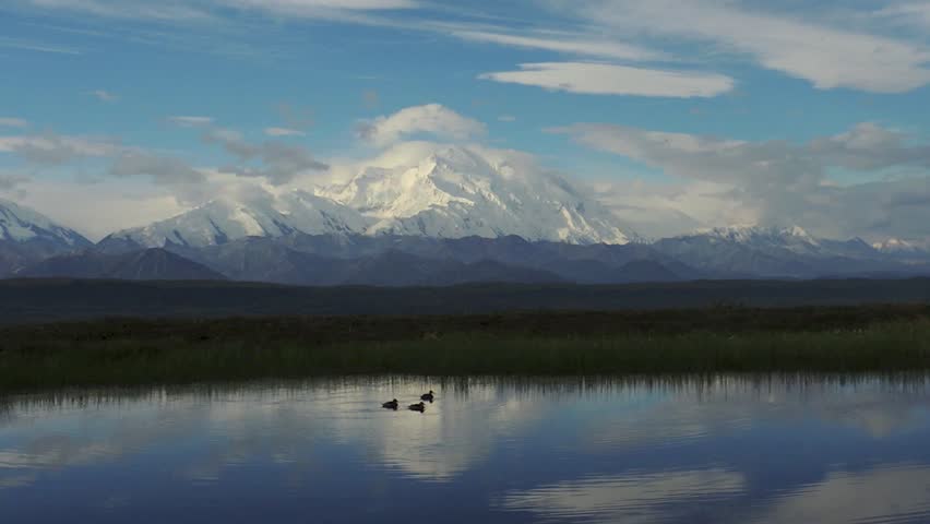 Sprig or Pin-tail ducks on migratory stop in a pond below Mount McKinley, Denali National Park, Alaska