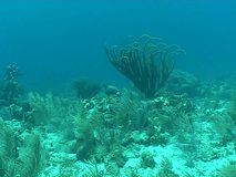coral life underwater video 
