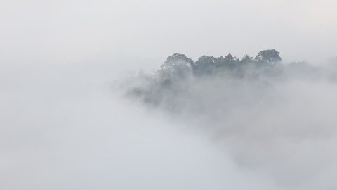 Morning fog over the tropical rainforest in Thailand.