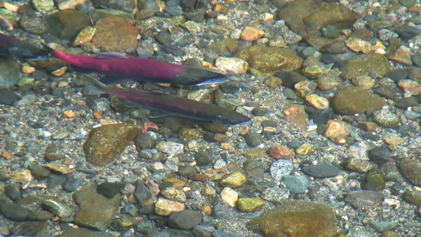 Spawning salmon in a creek (closeup) 