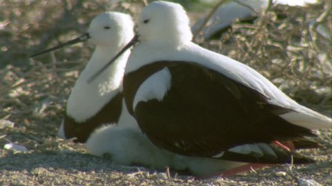 Pair of Banded Stilts