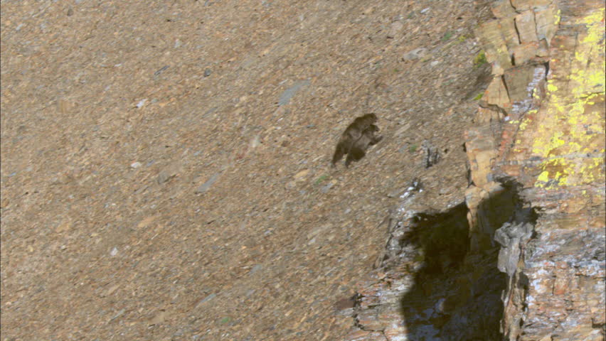 Brown Bears Scale Mountainside. Brown bears scale a rocky mountainside searing for food.