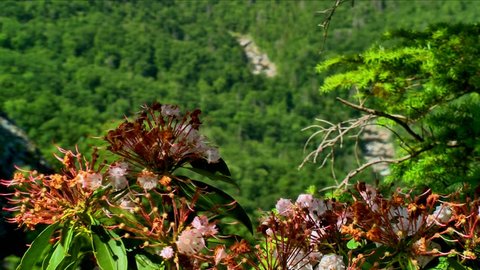 Spring in the Appalachian mountains with blooming pink mountain laurel flowers
