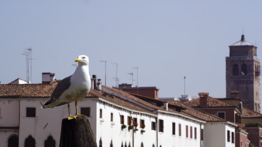 Slow motion shot of a seagull perched and then flying in front of the rooftops