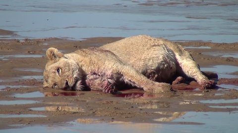 Dead lioness lying dead in the mud