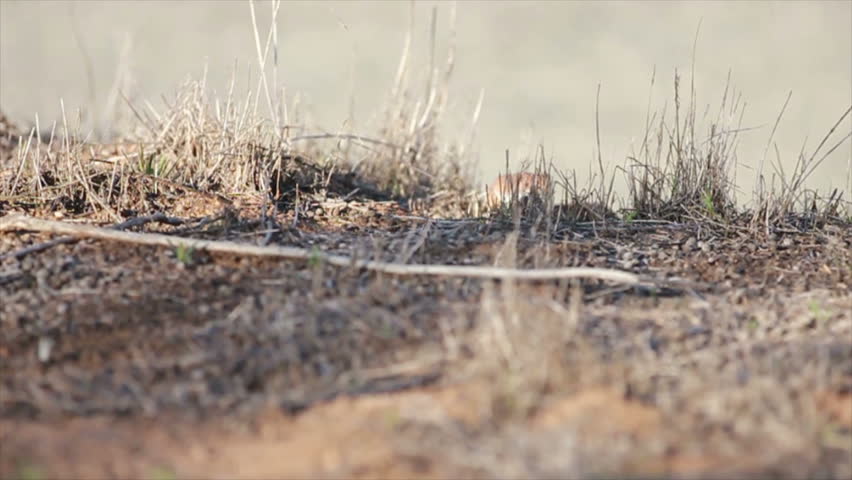 This is an adult Red Diamond Rattlesnake rising up into a defensive position. Scientific name Crotalus ruber, this snake is in the pit viper family.