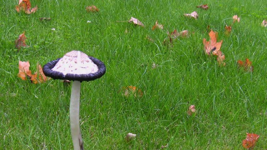 Tall white mushroom swinging in the autumn breeze and brown dry leaves are moved by wind on the green grass. 