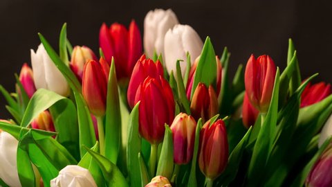 Стоковое видео: Bouquet of bright tulips blooms, timelapse 4K