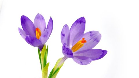 Timelapse blooming crocuses isolated on white. Brightness stabilized - no flickering, smooth playback.
