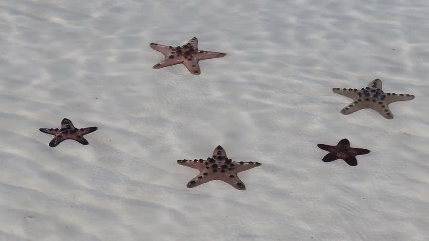 Starfish in sea