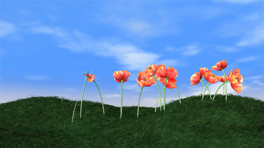 Tulips blooming on green meadow and animated clouds on the background,time-lapse