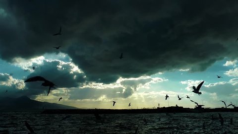 Seagulls Silhouette and Clouds Stock Video