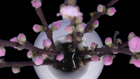 Time-lapse of blooming cherry willow branch 1a1 in PNG+ format with alpha transparency channel isolated on black background
