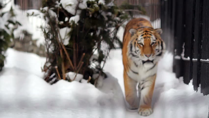 Portrait of Amur tiger walking around the cage in the winter, Novosibirsk, Russia
