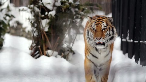 Portrait of Amur tiger walking around the cage in the winter, Novosibirsk, Russia
