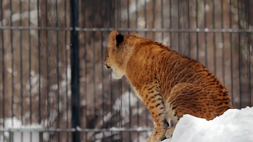 Portrait of a baby liger (liliger) in winter, Novosibirsk, Russia
