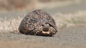 Close-up of a leopard tortoise (Stigmochelys pardalis), South Africa