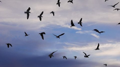 Flock of seagull birds flying in the air against beautiful clouds background. Slow motion.  Stock Video